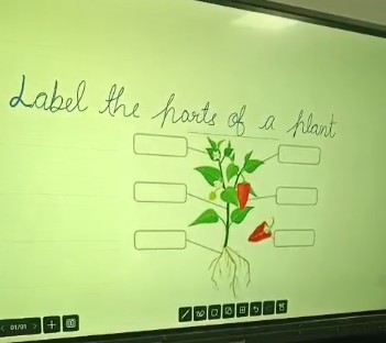 CDS Ambala || Activity- Label the parts of a plant || Grade 1st and 2nd 